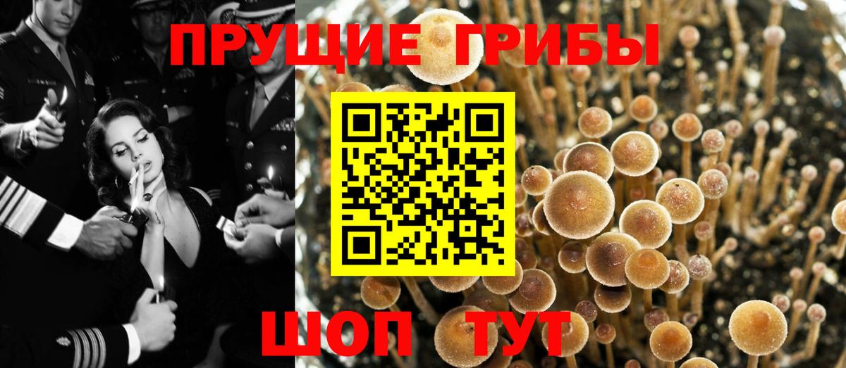 Галлюциногенные грибы Cubensis Каменка